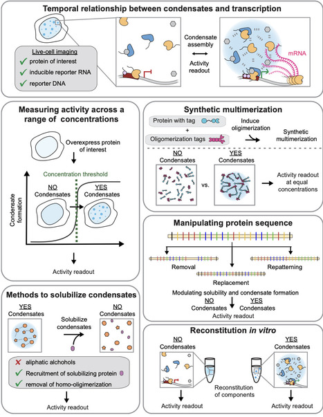 Density transitions in the regulation of transcription | MCell | RMH | Scoop.it