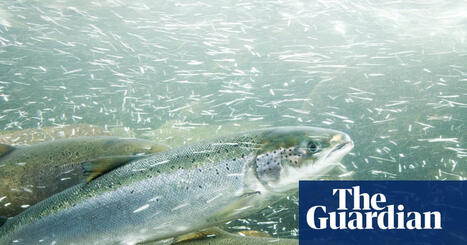 Cocaine pollution in rivers and lakes may disrupt behaviour of salmon, study finds | Science | The Guardian | Operation Deimos | Scoop.it