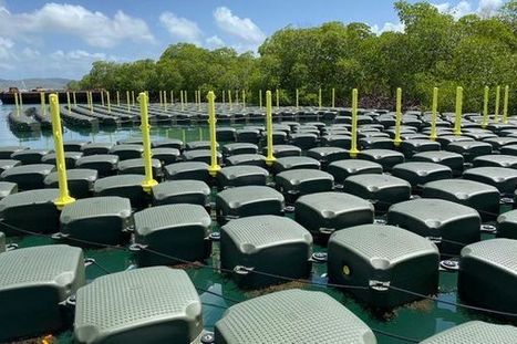 La ville du Robert teste un nouveau dispositif contre les algues sargasses (Martinique) | Revue Politique Guadeloupe | Scoop.it