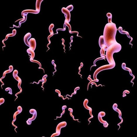 Recrudescence des IST, tout capote ! | Life Sciences Universit&eacute; Paris-Saclay | Scoop.it