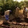 Mali : les paysans luttent pour la sécurité alimentaire | Questions de développement ... | Scoop.it