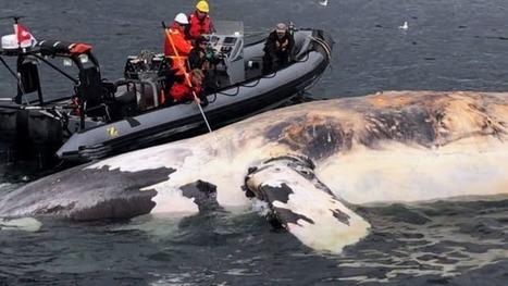 Mort de baleines noires : le Service américain des pêches poursuivi | Zones humides - Ramsar - Océans | Scoop.it