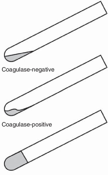 Bergey Manual Of Determinative Bacteriology 9th Edition