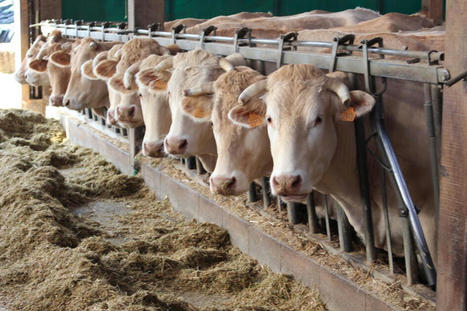 Bovins viande : un revenu 2022 bas, sauf pour les systèmes avec cultures | Actualité Bétail | Scoop.it
