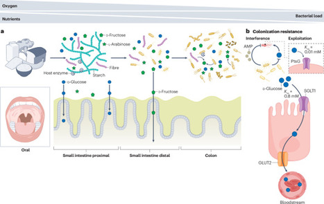 Metabolic strategies of Enterobacteriaceae gut colonization | Nrm | RMH | Scoop.it