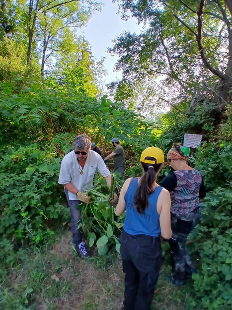 Sensibilisation Natura 2000 : une journ&eacute;e participative contre la renou&eacute;e du Japon &agrave; An&egrave;res&nbsp; | Vall&eacute;es d'Aure & Louron - Pyr&eacute;n&eacute;es | Scoop.it