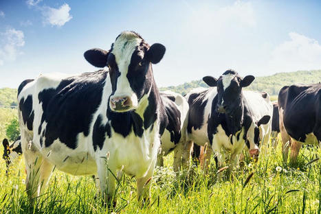 Antibiotics in dairy cows | Alimentation Santé Environnement | Scoop.it