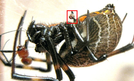 [2012] Les bénéfices de l'auto-castration chez une araignée mâle [en anglais] | Insect Archive | Scoop.it