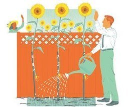 Carol Dweck Revisits the 'Growth Mindset' | Immigrant children & trauma | Scoop.it