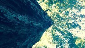 Everything, including the growing income disparity, can be explained by physics | Asynsis Principle-Constructal Law | Scoop.it