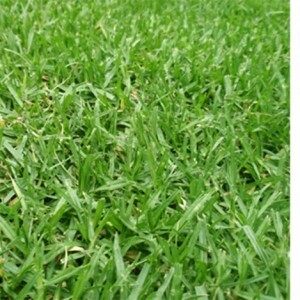 Important Characteristics Of Couch Grass Sydney
