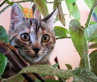 Ces insecticides qui tuent les chats | Toxique, soyons vigilant ! | Scoop.it