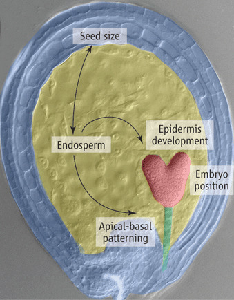 Patterning Cues from the Altruistic Sibling | Plant and Seed Biology | Scoop.it