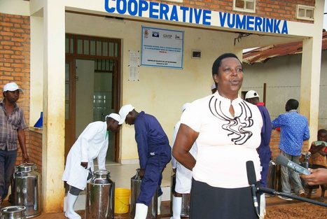 BURUNDI: Des coop&eacute;ratives pour l'am&eacute;lioration des conditions de vie des m&eacute;nages - PNSADR-IM | SRI Global News - June-August 2026     System of Rice Intensification (SRI) | Scoop.it