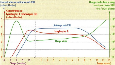 Hommes séropositifs : La syphilis fait grimper la charge virale | vih.org | sida | Scoop.it