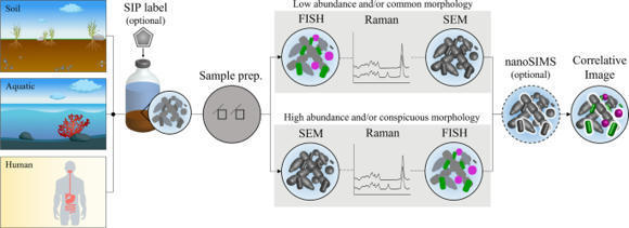 Correlative SIP-FISH-Raman-SEM-NanoSIMS links i...