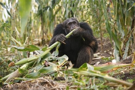 Des chimpanz&eacute;s d&eacute;figur&eacute;s en Ouganda, les pesticides suspect&eacute;s | EntomoNews | Scoop.it
