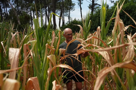 &ldquo;Les feuilles sont compl&egrave;tement br&ucirc;l&eacute;es par le soleil&rdquo; : face &agrave; la canicule, les producteurs de ma&iuml;s en Sarthe craignent de voir leurs rendements s&rsquo;effondrer - France 3 r&eacute;gions | Agriculture en Pays de la Loire | Scoop.it