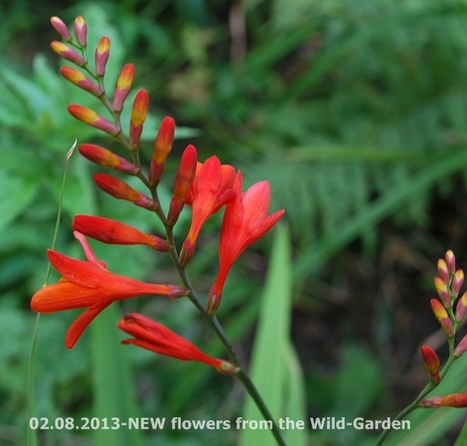Encyclopédie des plantes | Hobby, LifeStyle and much more... (multilingual: EN, FR, DE) | Scoop.it