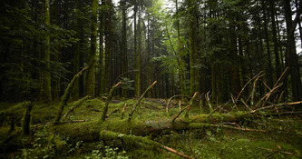 Inventaire forestier national, r&eacute;sultats 2026 : la for&ecirc;t &agrave; l&rsquo;&eacute;preuve du changement climatique - Institut - IGN | Environnement - D&eacute;veloppement durable - Climat | Scoop.it
