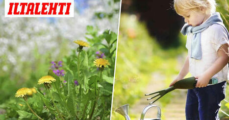 Kaupallinen yhteisty&ouml; Roundup: T&auml;m&auml; rikkaruohomoka voi pilata pihasi maaper&auml;n &ndash; Esittelemme viisi parempaa keinoa | 1Uutiset - Lukemisen t&auml;hden | Scoop.it