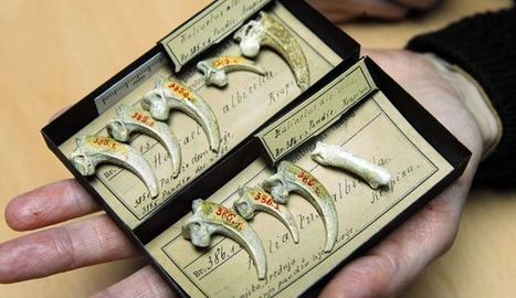 Les plus anciens bijoux du monde découverts en Croatie | Aux origines | Scoop.it