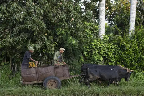 CUBA: Du tracteur aux boeufs, l'agriculture face au manque de carburant | AM&Eacute;RIQUES | Scoop.it