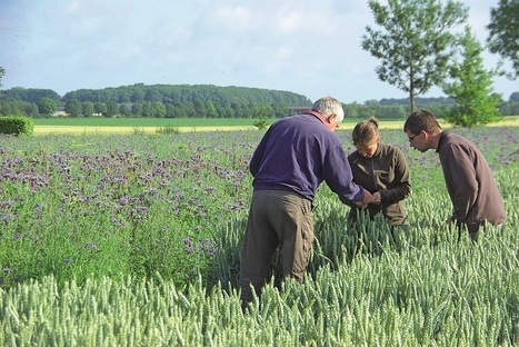 Une gestion durable des vari&eacute;t&eacute;s tol&eacute;rantes aux herbicides - Campagnesetenvironnement.fr | Pour innover en agriculture | Scoop.it
