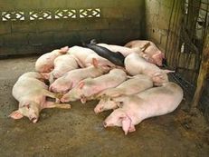 L’hépatite E fréquente chez les porcs français | Toxique, soyons vigilant ! | Scoop.it