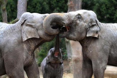 Newsy: Can Elephants Show, Feel Empathy? | Empathy Movement Magazine | Scoop.it
