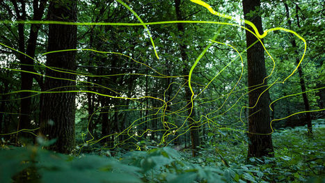 O&ugrave; sont pass&eacute;s tous les insectes ? / Where have all the insects gone? | EntomoScience | Scoop.it