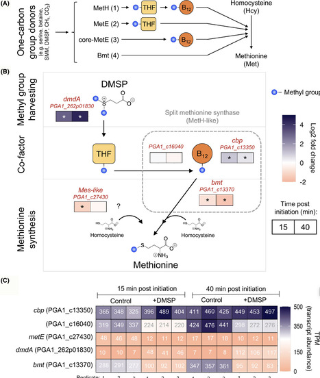 DmdA-independent lag phase shortening in Phaeobacter inhibens bacteria under stress conditions | febs | RMH | Scoop.it