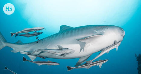 Remorakala matkaa ilmaiseksi &rdquo;tunnin junalla&rdquo; &ndash; siivoaa vastineeksi kyydist&auml; | HS.fi | 1Uutiset - Lukemisen t&auml;hden | Scoop.it