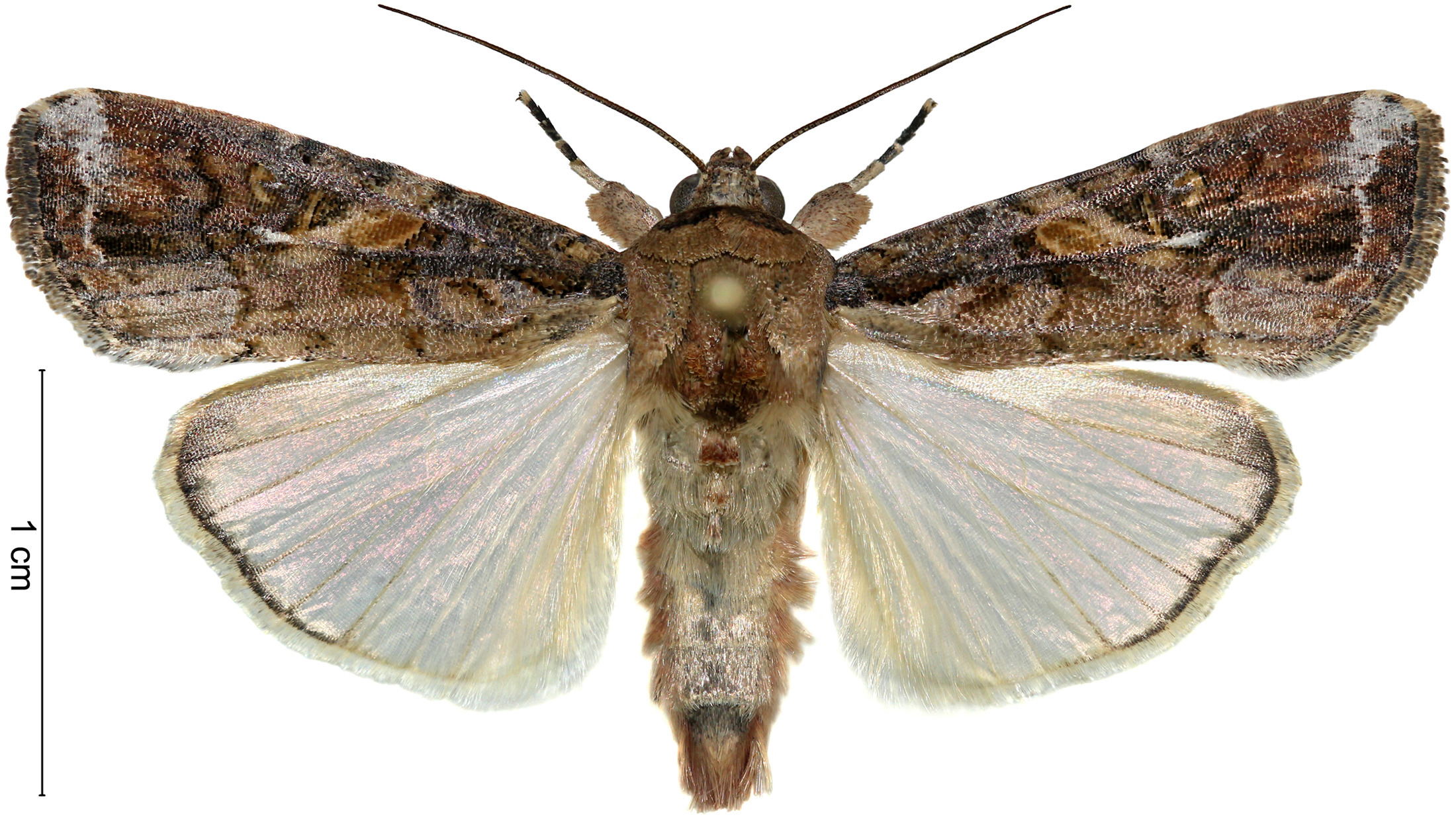 Моль воздуха. Spodoptera frugiperda. Кукурузная Лиственная совка (Spodoptera frugiperda). Кукурузная Лиственная совка (Spodoptera frugiperda (Smith)). Spodoptera frugiperda (Smit) личинка.