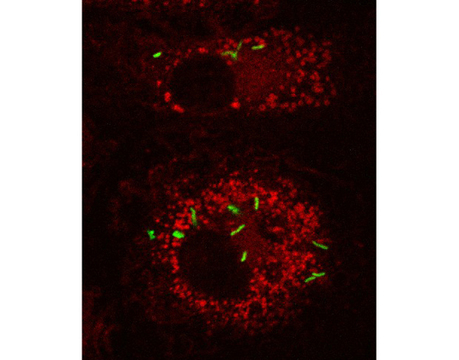 CNRS - Sciences biologiques - Parutions | Les laboratoires du CNRS Occitanie Ouest dans la presse | Scoop.it