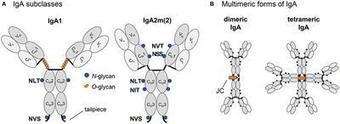 Efficient N-Glycosylation of the Heavy Chain Tailpiece Promotes the Formation of Plant-Produced Dimeric IgA | Chemistry | Plant Molecular Farming | Scoop.it