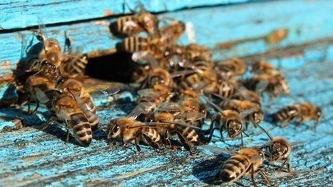 La contribution inappréciable des abeilles à la nature mérite d’être récompensée | Variétés entomologiques | Scoop.it