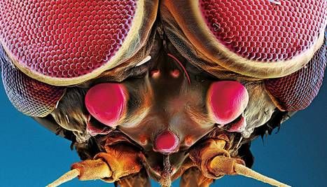 Insectes au fond des yeux - National Geographic | Variétés entomologiques | Scoop.it