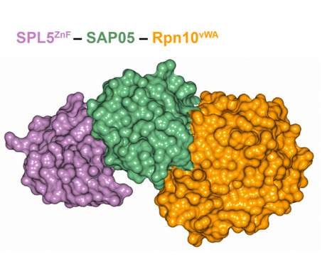Proc Natl Acad Sci USA: Bimodular architecture of bacterial effector SAP05 that drives ubiquitin-independent targeted protein degradation (2023) | Publications from The Sainsbury Laboratory | Scoop.it