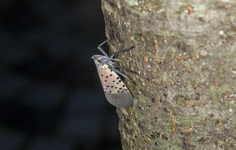 C&rsquo;est quoi le fulgore tachet&eacute;, cet insecte invasif rep&eacute;r&eacute; pour la premi&egrave;re fois dans l&rsquo;Union europ&eacute;enne&nbsp;? | Biodiversit&eacute; - @ZEHUB on Twitter | Scoop.it