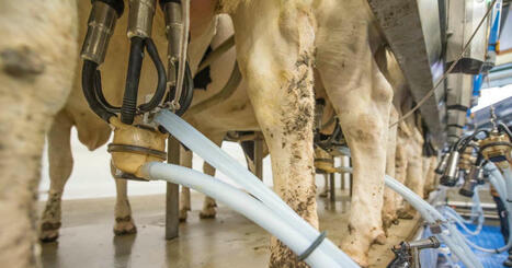 Quel est l’animal qui produit le plus de lait au monde ? | Actualité Bétail | Scoop.it