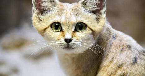 Qui est le chat des sables, ce félin qui ne vit que dans le désert ? | Les déserts dans le monde | Scoop.it