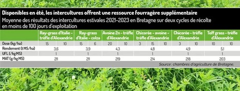 Fourrages et changement climatique : des intercultures estivales à pâturer dès juillet | Lait de Normandie... et d'ailleurs | Scoop.it