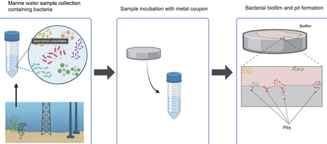 Bacterial Diversity and Succession in the Presence of Steel and Effects on Corrosion | emb | RMH | Scoop.it