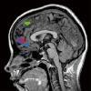 How humans predict other's decisions | Digital Delights - Digital Tribes | Scoop.it