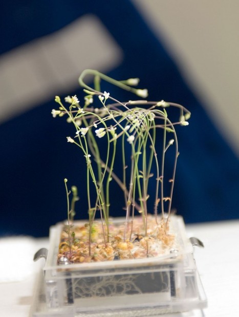 How Plants Deal With Space Travel | Science News | Scoop.it