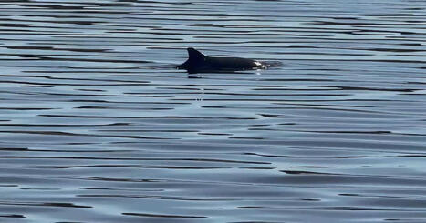 Fiskare filmade tumlare i Kyro &auml;lv: &rdquo;Tumlade omkring min b&aring;t&rdquo; | &Ouml;sterbotten | 1Uutiset - Lukemisen t&auml;hden | Scoop.it
