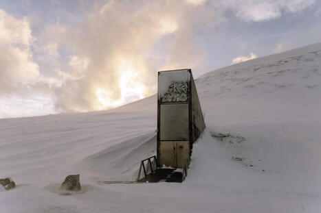 La Picholine marocaine d&eacute;pos&eacute;e &agrave; la R&eacute;serve mondiale de semences de Svalbard&nbsp; | ITERG - Veille sectorielle | Scoop.it