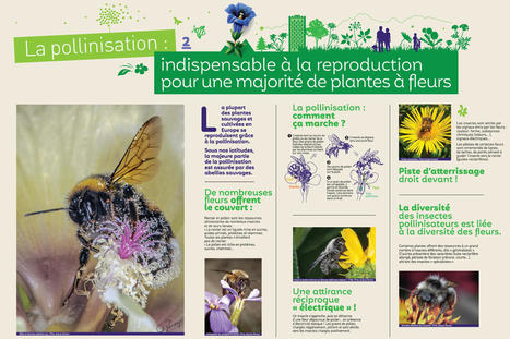 "Amis pollinisateurs, bienvenue en ville !" : une exposition à découvrir au Jardin Dominique Villars | Insect Archive | Scoop.it