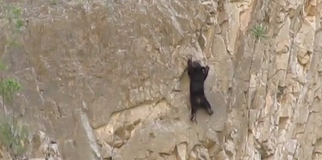 Au Texas, un ours escalade une falaise [vidéo] | 16s3d: Bestioles, opinions & pétitions | Scoop.it